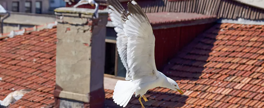 Residential Chimney Animal Removal Solution in Oregon, OH